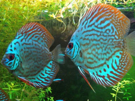Azul turqueza
